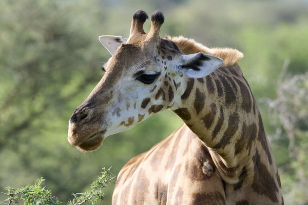 Nord-Giraffe / Northern giraffe (Giraffa camelopardalis)