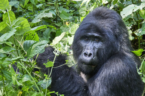 Berggorilla / Mountain gorilla (Gorilla beringei beringei)