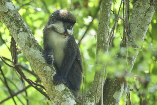 Rotschwanzmeerkatze oder Kongo-Weißnasenmeerkatze / Red-tailed monkey (Cercopithecus ascanius)
