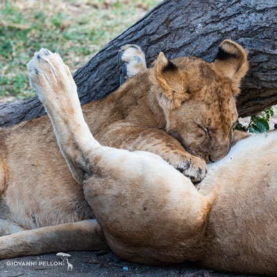 Young lion (Junger Löwe)