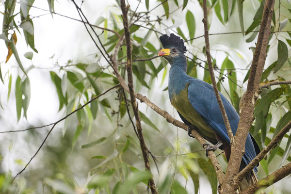 Riesenturako / Great blue turaco (Corythaeola cristata)