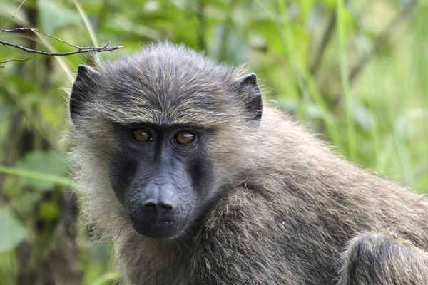 Pavian / Baboon (Papio)