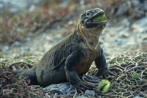 Galapagos Land Iguana (Conolophus subcristatus) - Galapagos, Ecuador - 1995