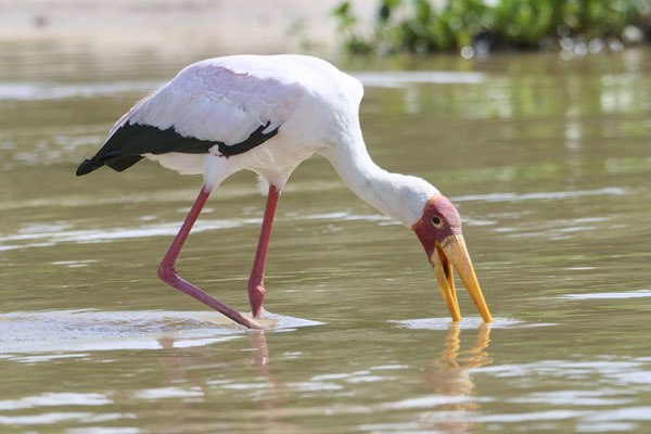 Nimmersatt / Yellow-billed stork (Mycteria ibis)