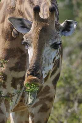 Nord-Giraffe / Northern giraffe (Giraffa camelopardalis)