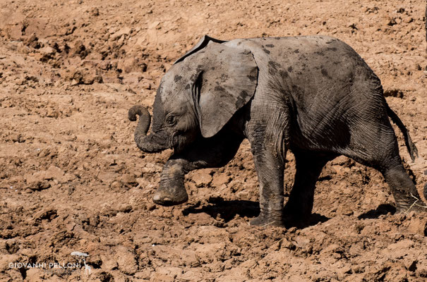 Young Elephant (Junger Elefant)