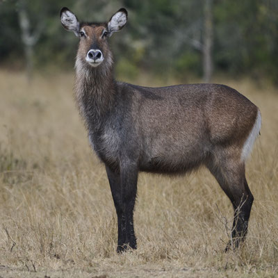 Defassa-Wasserbock / Waterbuck (Kobus defassa)