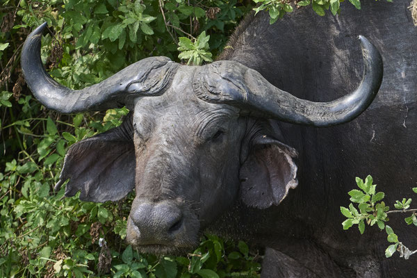 Afrikanischer Büffel / Cape buffalo (Syncerus caffer)