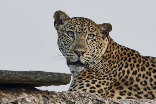 Leopard / Leopard (Panthera pardus)