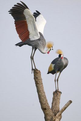Südafrika-Kronenkranich / Grey crowned crane (Balearicina regulorum)