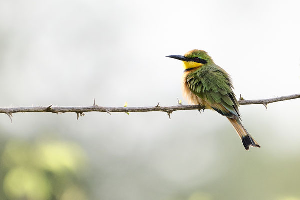 Bergspint, auch Schwarzbrustspint / Cinnamon-chested bee-eater (Merops oreobates)