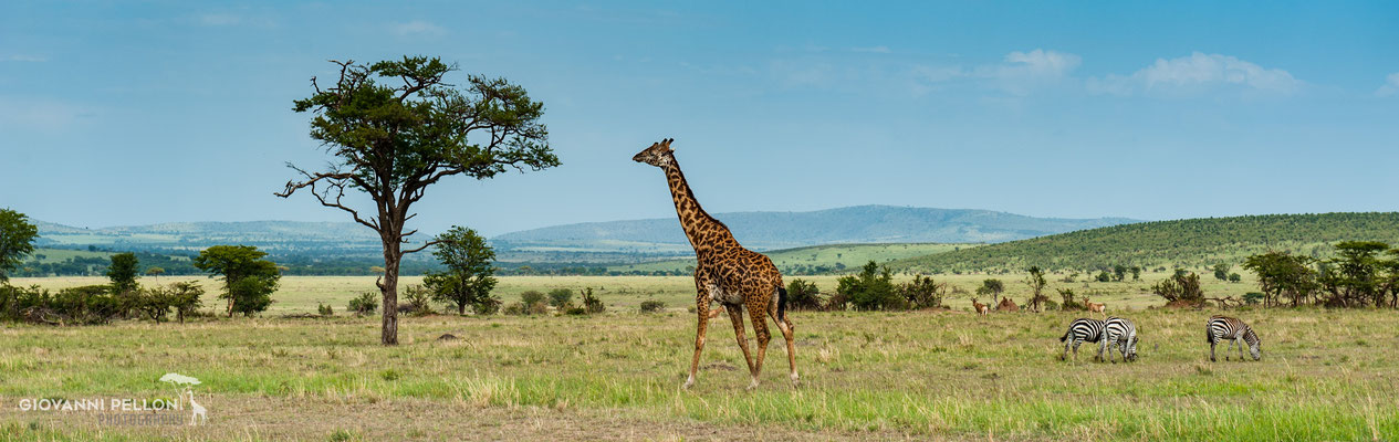 Giraffe