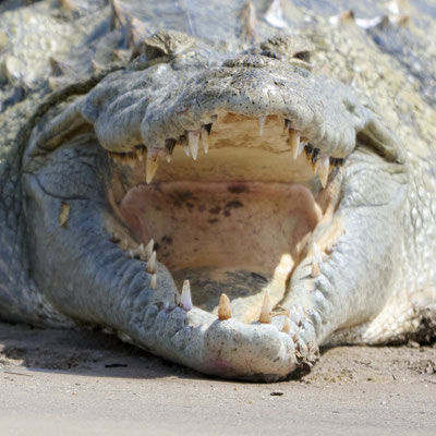 Nilkrokodil / Nile crocodile (Crocodylus niloticus)