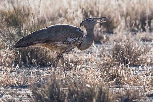 Kori bustard (Riesentrappe)