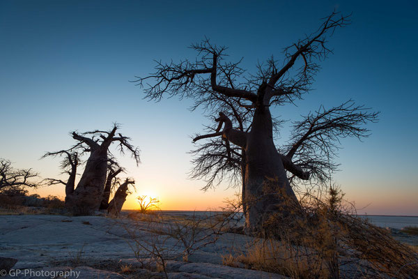 Baobab, Kubu Island, Botswana 2015