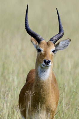 Uganda-Grasantilope / Ugandan kob (Kobus kob thomasi)
