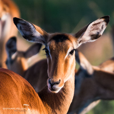 Impala