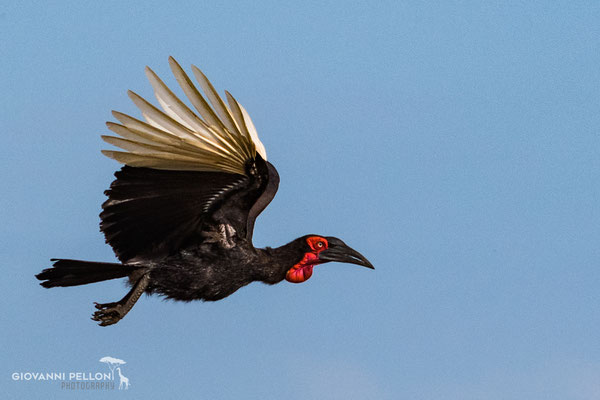 Ground hornbill (Hornrabe)