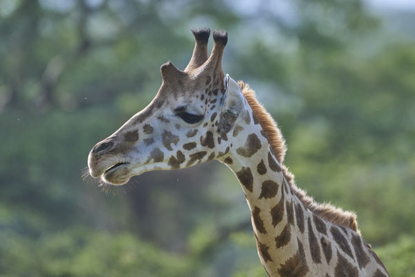 Nord-Giraffe / Northern giraffe (Giraffa camelopardalis)