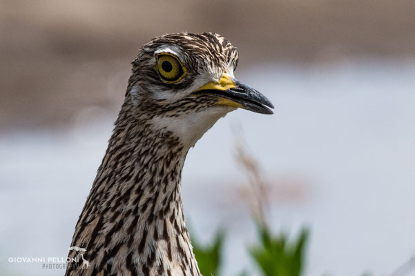 Shelley's francolin (Shelley Francolin)