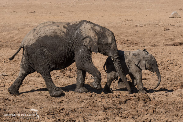 Baby elephant  with his mother (Babyelefant mit seiner Mutter)