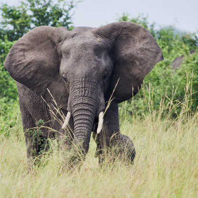 Afrikanische Savannen-Elefant / African savanna elephant (Loxodonta africana)