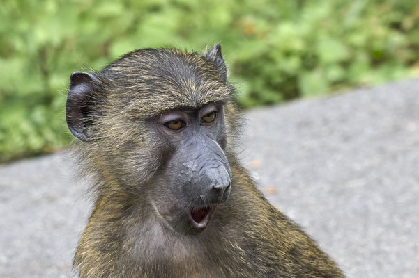 Anubispavian oder Grüner Pavian / Olive baboon (Papio anubis)