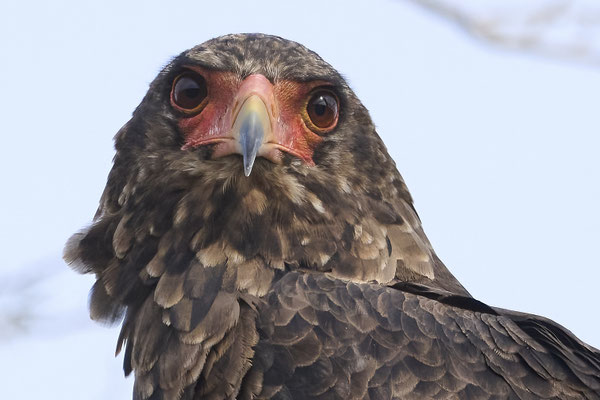Gaukler / Bateleur (Terathopius ecaudatus)