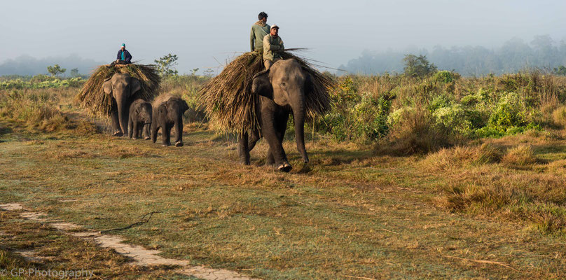 Farmers sitting on elephants, Chitwan National Park, Nepal, 2013