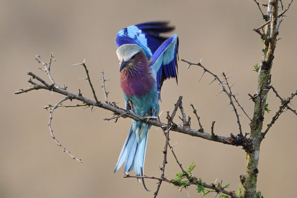 Gabelracke / Lilac-breasted roller (Coracias caudatus)