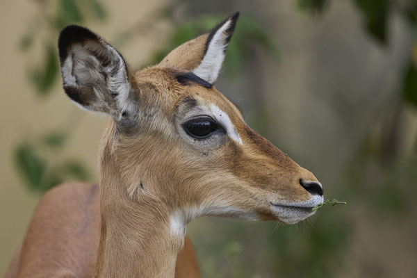 Schwarzfersenantilope oder Impala / Impala or rooibok (Aepyceros melampus)