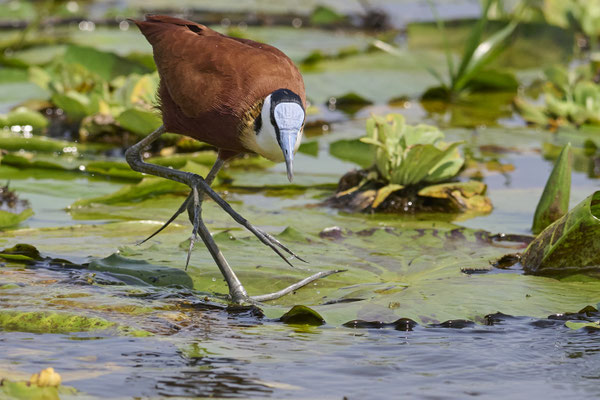 Blaustirn-Blatthühnchen / African jacana (Actophilornis africanus)