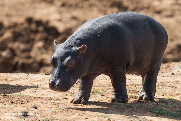 Young Hippopotamus (Nilpferd)