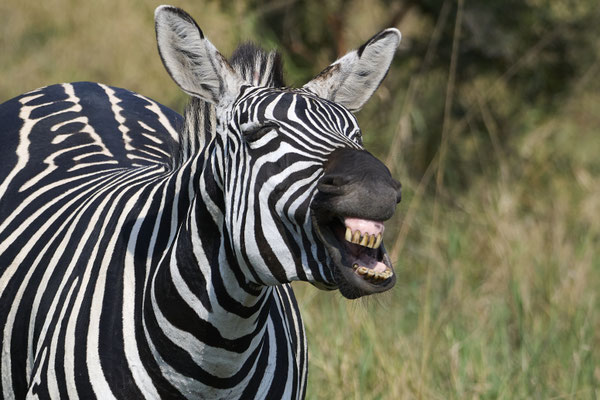 Steppenzebra / Plains zebra (Equus quagga) 