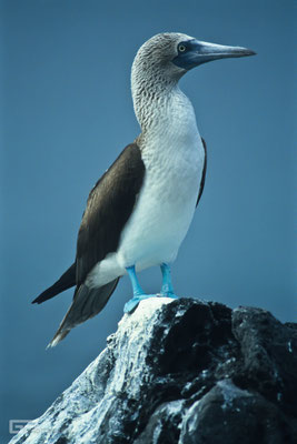 Blue-footed Booby - Galapagos, Ecuador - 1995