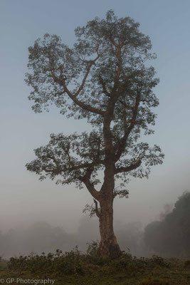 Tree in the morning mist, Chitwan National Park, Nepal, 2013