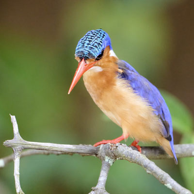 Haubenzwergfischer / Malachite kingfisher (Corythornis cristatus)