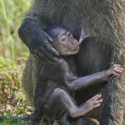 Anubispavian oder Grüner Pavian / Olive baboon (Papio anubis)