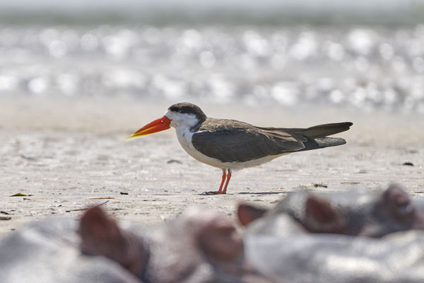 Afrikascherenschnabel / African skimmer (Rynchops flavirostris)