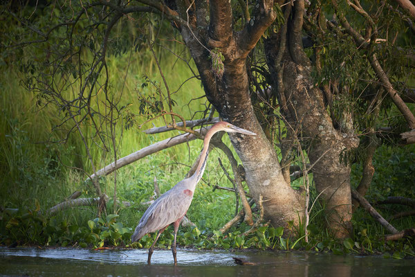 Goliathreiher / Goliath heron (Ardea goliath)