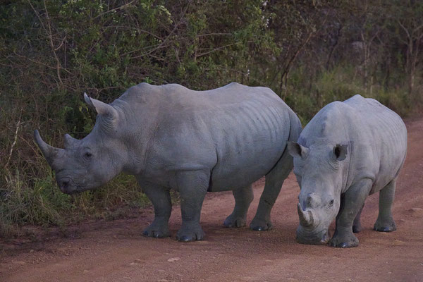 Breitmaulnashörner / White rhinoceros (Ceratotherium simum)
