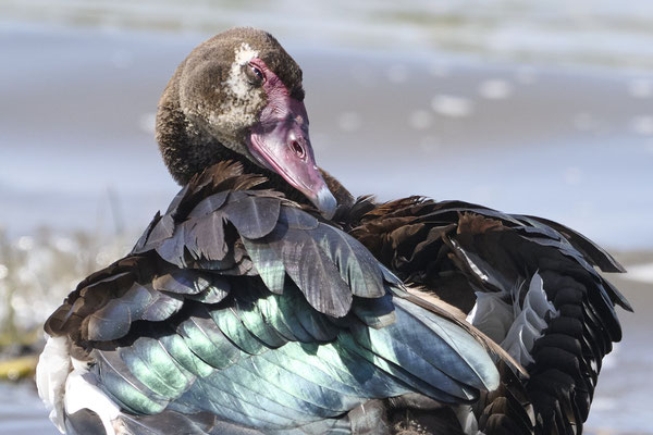 Sporngans / Spur-winged goose (Plectropterus gambensis)