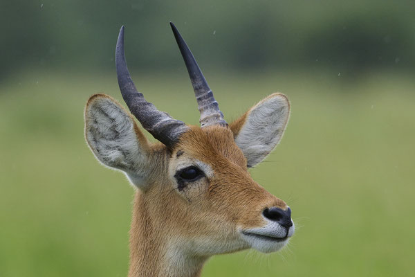Puku / Puku (Kobus vardonii)