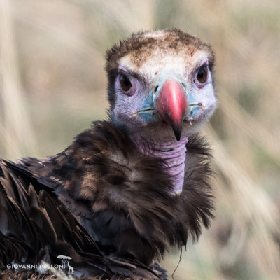 Hoodes vulture (Kappengeier)