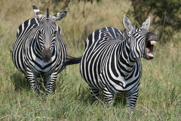 Steppenzebra / Plains zebra (Equus quagga) 