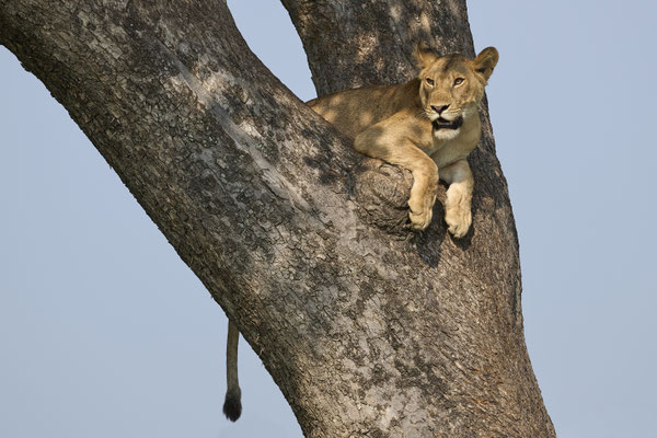 Löwe / Lion (Panthera leo) 