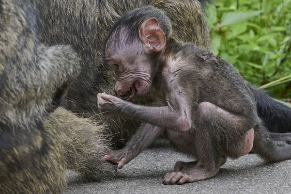 Anubispavian oder Grüner Pavian / Olive baboon (Papio anubis)