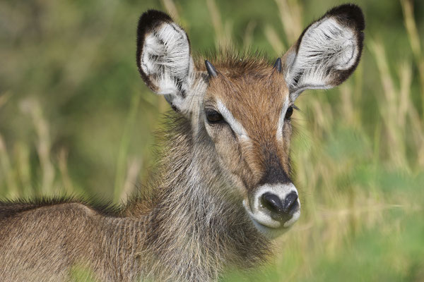 Defassa-Wasserbock  Waterbuck  (Kobus defassa)
