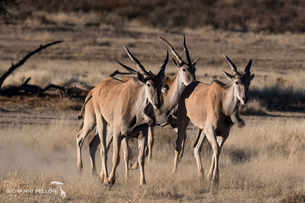 Eland (Elandantilope)