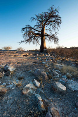 Baobab in the evening light, Kubu Island, Botswana 2015